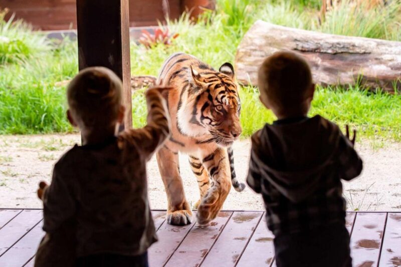 Sydney: Taronga Zoo Ticket with Return Ferry - The Sum Up: Why This Experience Works for You