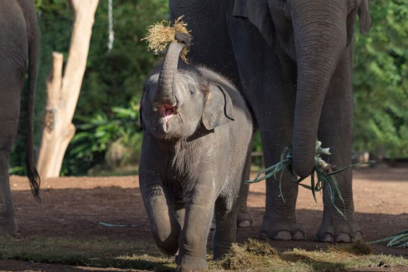Sydney: Taronga Zoo Ticket with Return Ferry - FAQ
