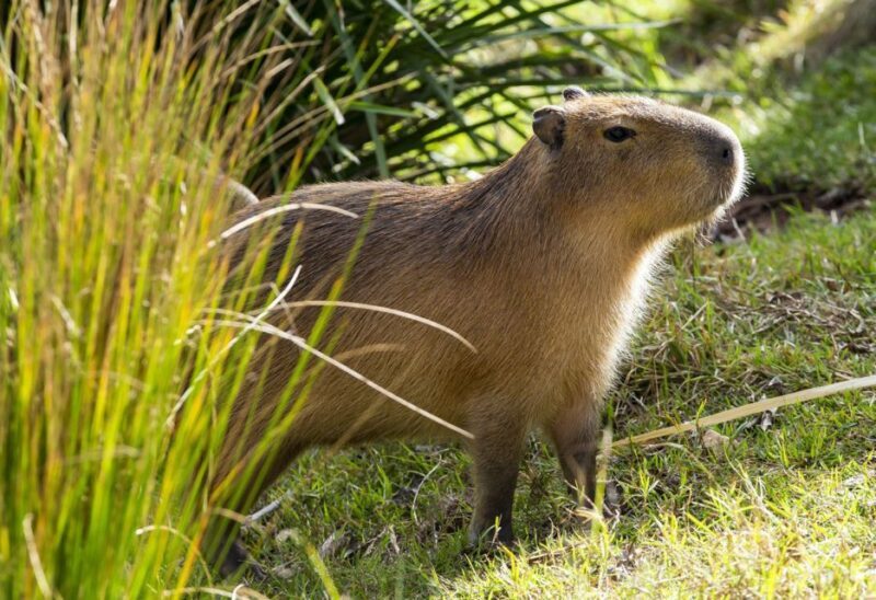 Sydney: Taronga Zoo Tickets - Sydney: Taronga Zoo Tickets – A Genuine Wildlife Encounter with Stunning Views