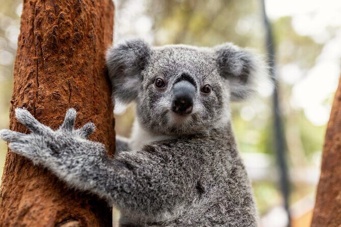 Sydney Taronga Zoo's Aussie Backyard Adventure Tour - An Authentic Visit to Taronga Zoo’s Aussie Backyard Adventure Tour