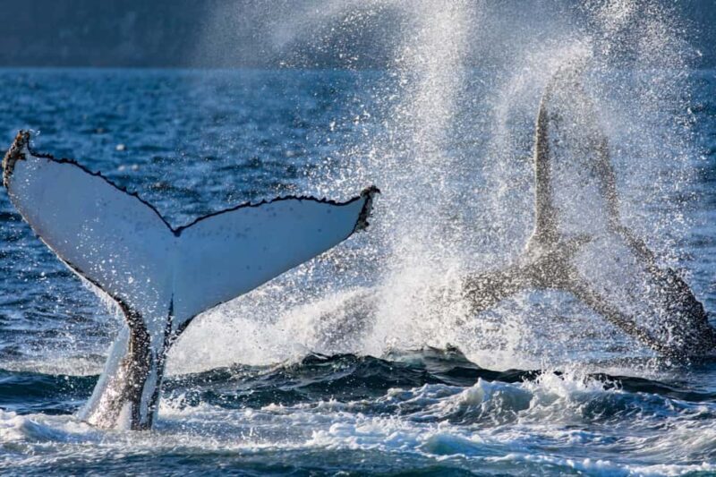 Sydney: Whale Watching Adventure Cruise - Whales Guaranteed! - A Detailed Review of the Sydney Whale Watching Adventure Cruise