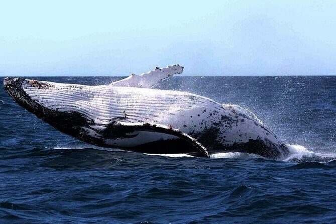 Sydney Whale Watching and Sightseeing Sailing Private Tour - An In-Depth Look at the Sydney Whale Watching and Sightseeing Sailing Tour
