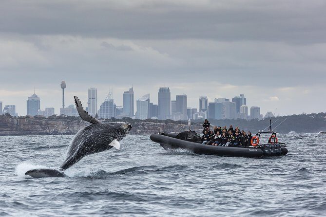 Sydney Whale-Watching by Speed Boat - An In-Depth Look at Sydney Whale-Watching by Speed Boat