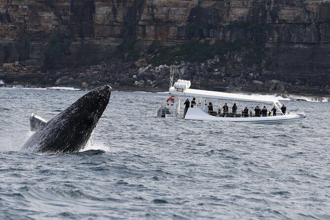 Sydney Whale-Watching by Speed Boat - Authentic Traveler Reviews