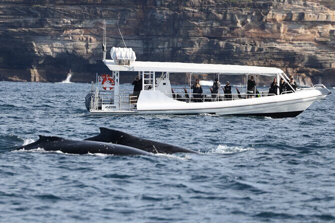 Sydney Whale-Watching by Speed Boat - FAQ: Your Questions Answered