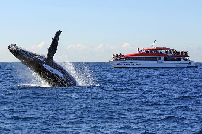 Sydney Whale Watching Cruise from Circular Quay - Sydney Whale Watching Cruise from Circular Quay