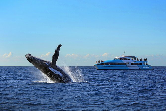 Sydney Whale Watching Cruise from Circular Quay - Frequently Asked Questions