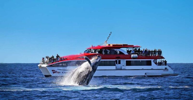 Sydney: Whale Watching & Hop On Hop Off Cruise Package - A Close Look at the Tour Experience