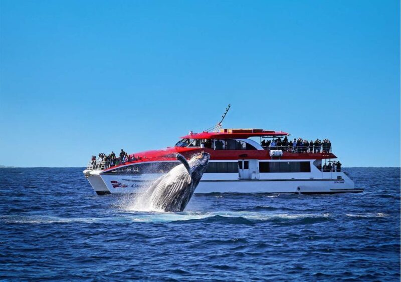 Sydney: Whale Watching & Hop On Hop Off Cruise Package - Final Thoughts