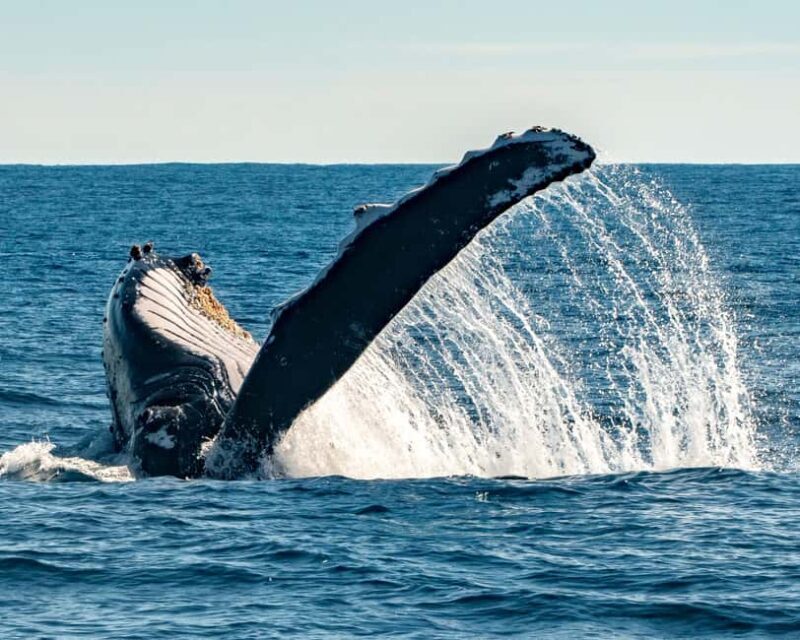Sydney; Whale Watching - A Detailed Look at the Whale Watching Adventure