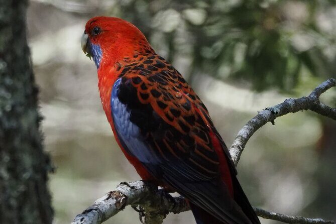 Sydney Wildlife Safari - FAQ