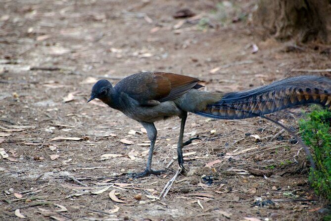 Sydney Wildlife Safari - Final Thoughts