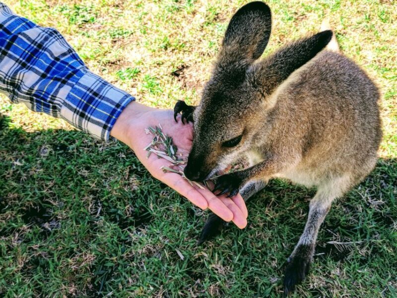 Sydney: Wildlife, Waterfalls and Wine Small Group Tour - What makes this tour stand out?
