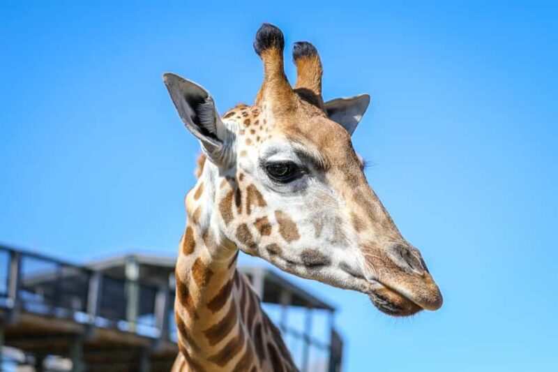 Sydney Zoo Admission Ticket - An In-Depth Look at What Sydney Zoo Offers