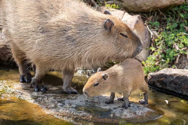 Sydney Zoo Admission Ticket - Who Should Visit Sydney Zoo?