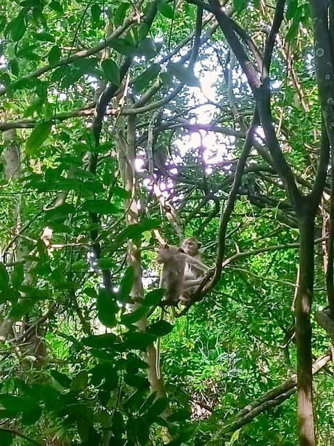 Ta Tai Waterfall: Tuk-Tuk Adventure & Mangrove Forest - Key Points