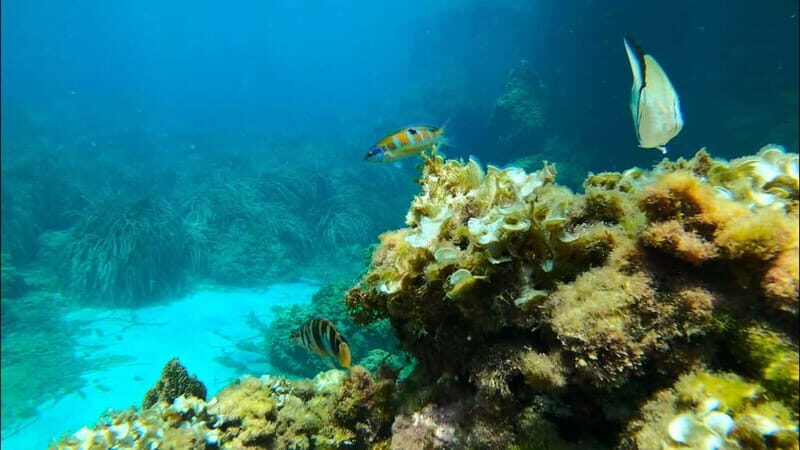 Tabarca Island: Guided Snorkel Excursion - Why We Think This Tour Delivers Real Value