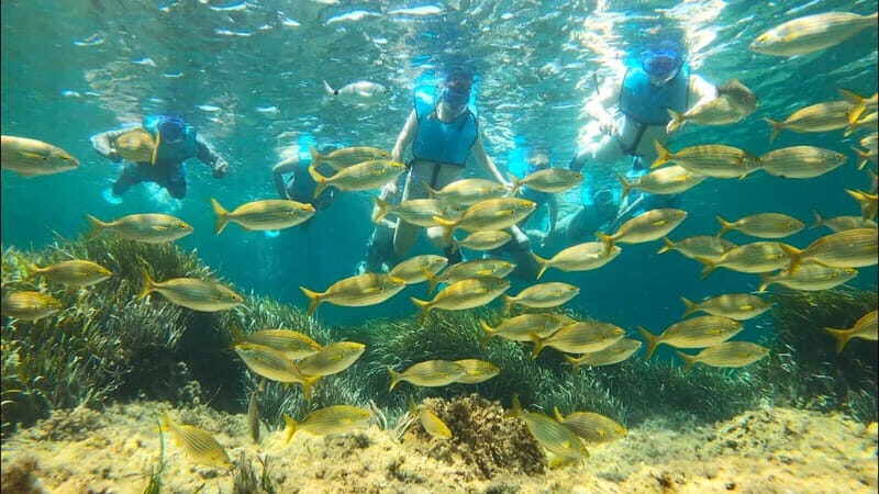 Tabarca Island: Guided Snorkel Excursion - Final Thoughts