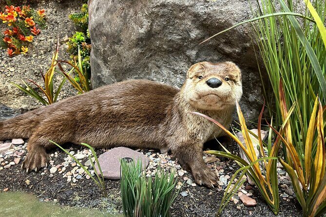 Tablet Tour in Wildlife Gallery - Frequently Asked Questions (FAQs)