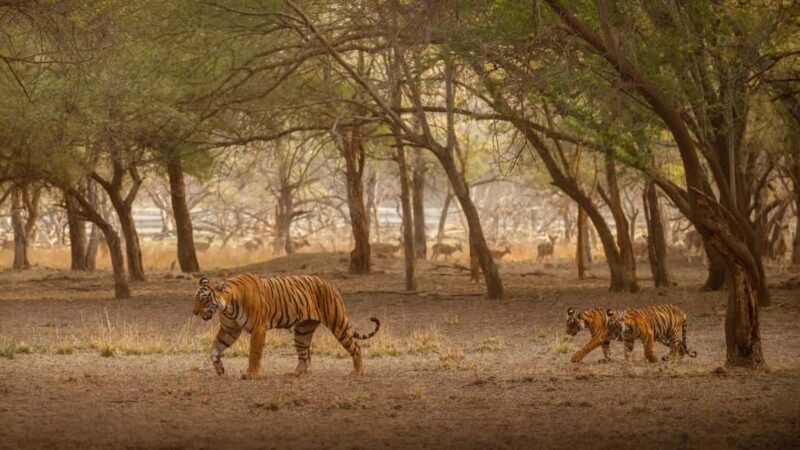 Tadoba wild life tour - Key Points