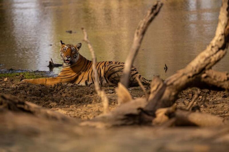 Tadoba wild life tour - An Honest Look at the Tadoba Wildlife Tour