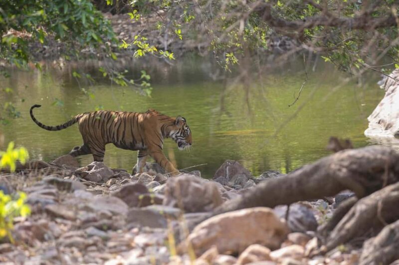 Tadoba wild life tour - The Value of the Experience
