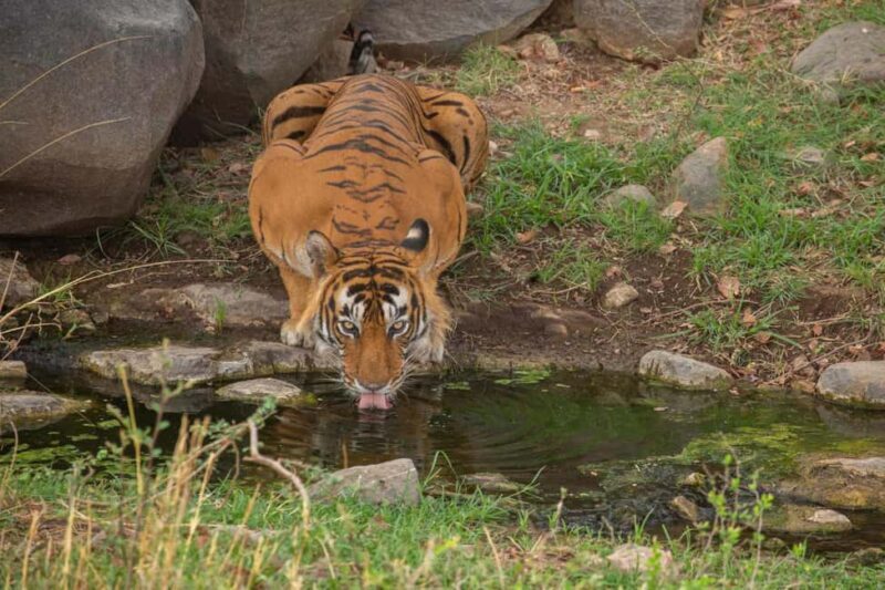 Tadoba wild life tour - FAQs