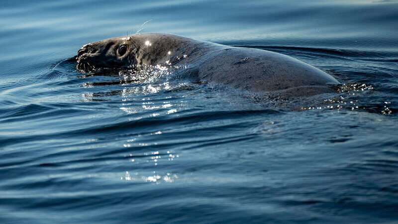 Tadoussac/Charlevoix: 3-Hour Whale Watching Boat Tour - Key Points