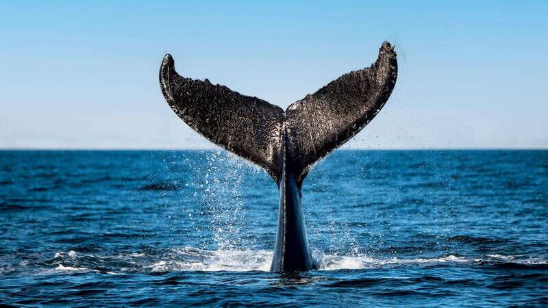 Tadoussac/Charlevoix: 3-Hour Whale Watching Boat Tour - Starting Point and Locations