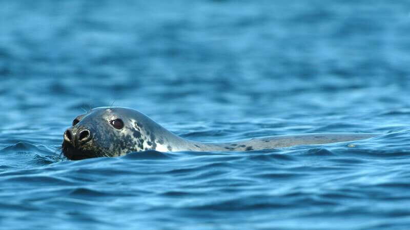 Tadoussac/Charlevoix: 3-Hour Whale Watching Boat Tour - Comfort and Facilities