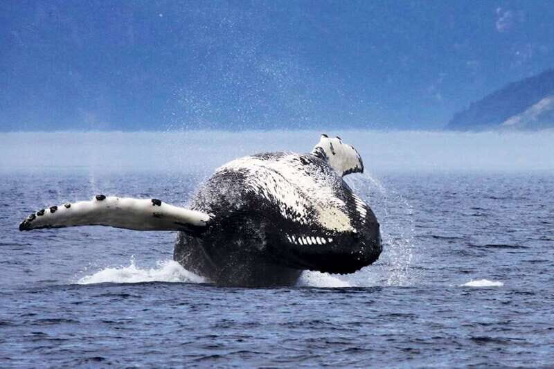 Tadoussac/Charlevoix: 3-Hour Whale Watching Boat Tour - The Realities of Wildlife Watching