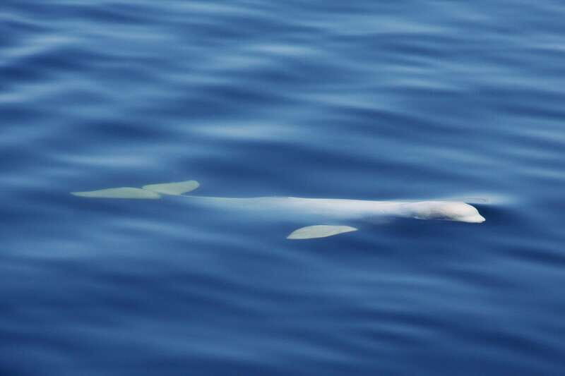 Tadoussac/Charlevoix: 3-Hour Whale Watching Boat Tour - Value for Money and Overall Experience