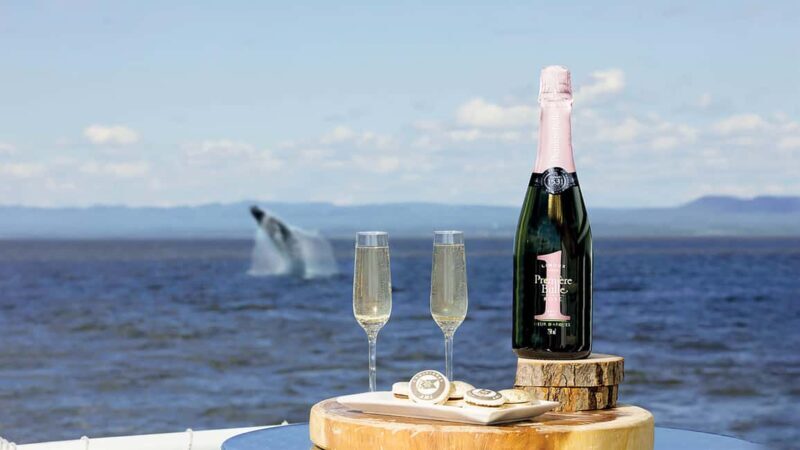 Tadoussac/Charlevoix: VIP Lounge OR UpperDeck Whale Watching - An In-Depth Look at the Whale-Watching Experience