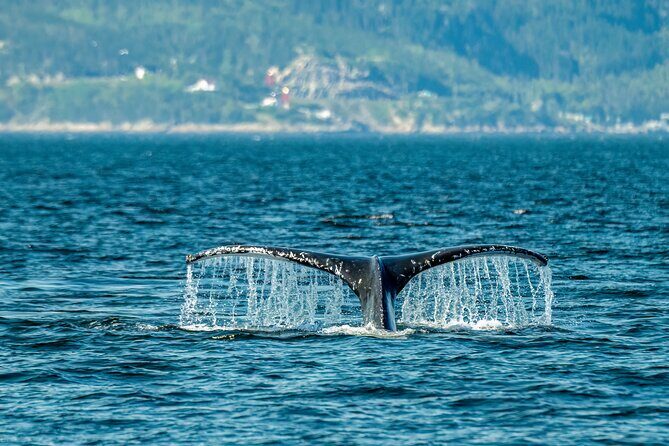 Tadoussac/Charlevoix: Whale & Bear Wildlife Tour - Tadoussac/Charlevoix: Whale & Bear Wildlife Tour — A Balanced Look at an Authentic Canadian Adventure