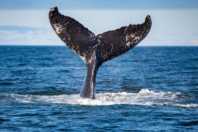 Tadoussac/Charlevoix: Whale & Bear Wildlife Tour - An In-Depth Look at the Tadoussac/Charlevoix Wildlife Tour