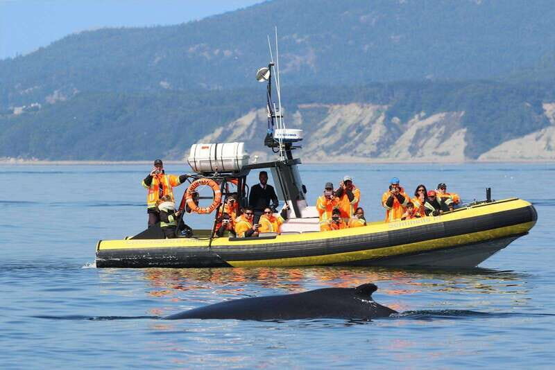 Tadoussac/Charlevoix: Whale Watching Tour & Bear Observation - A Detailed Look at the Experience