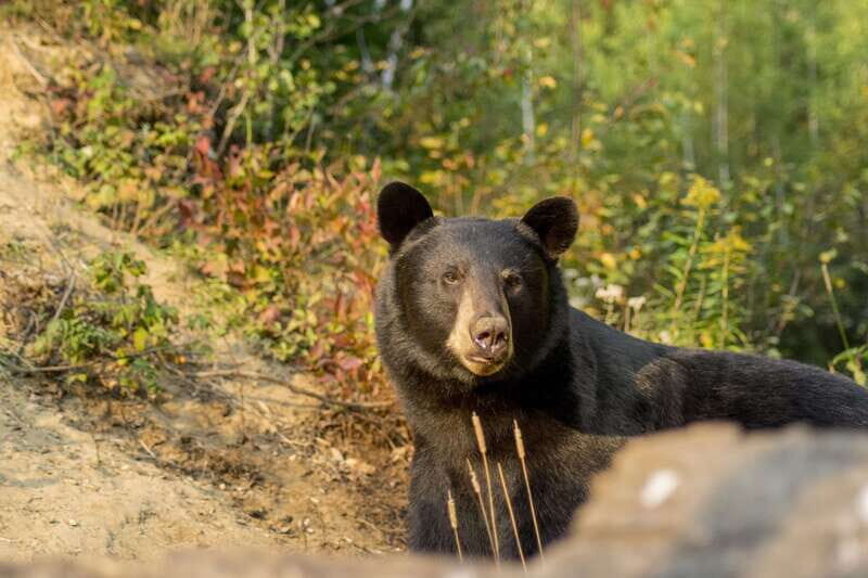 Tadoussac/Charlevoix: Whale Watching Tour & Bear Observation - Final Thoughts