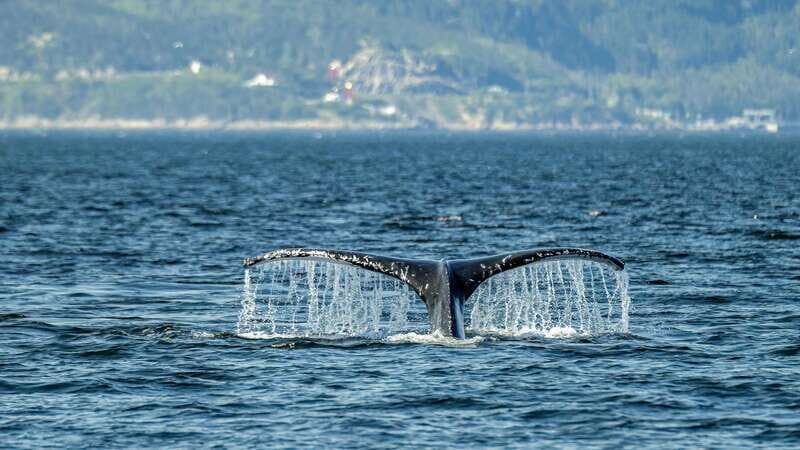 Tadoussac/Charlevoix: Whale Watching Zodiac Tour - Key Points
