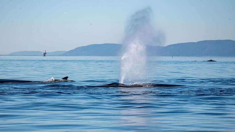 Tadoussac/Charlevoix: Whale Watching Zodiac Tour - An In-Depth Look at the Tour Experience