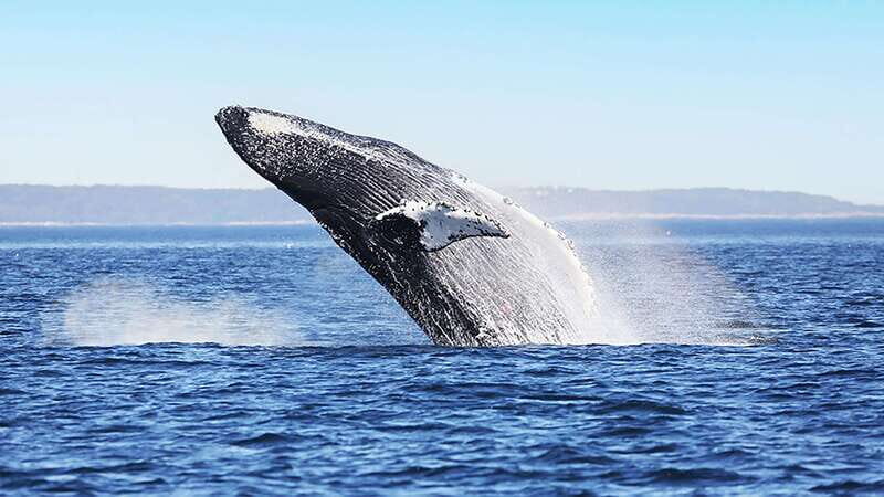 Tadoussac/Charlevoix: Whale Watching Zodiac Tour - Who Is This Tour Best For?