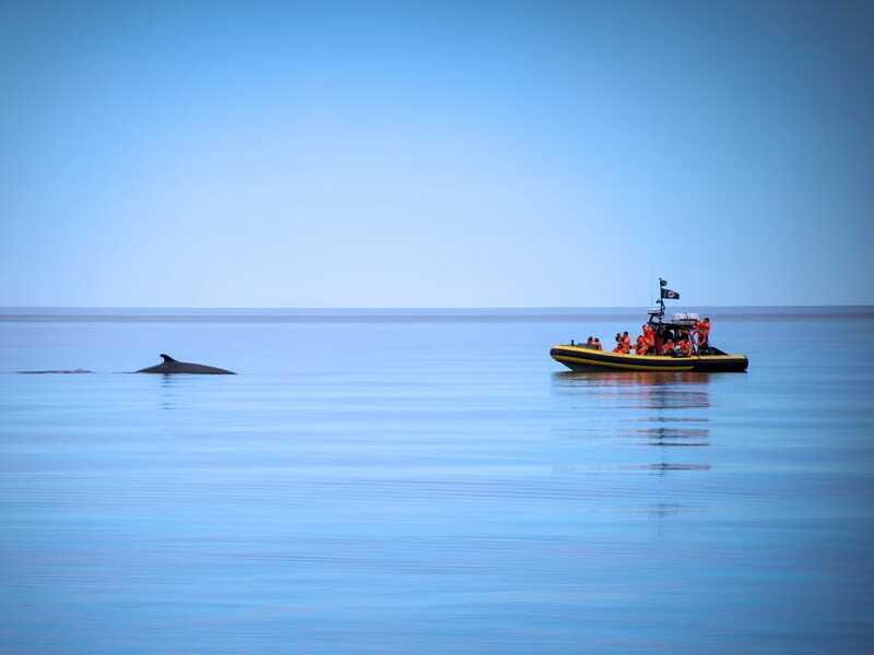 Tadoussac/Charlevoix: Whale Watching Zodiac Tour - FAQ