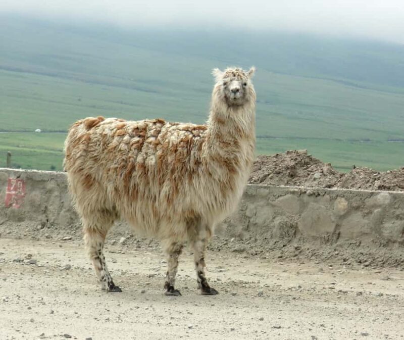 Tafi Del Valle Day Tour from Tucuman - Tafi Del Valle Day Tour from Tucumán