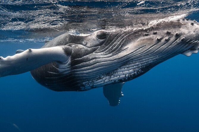 Tahiti, land of whales: a unique experience! - Exploring the Tahiti Whale and Marine Life Tour