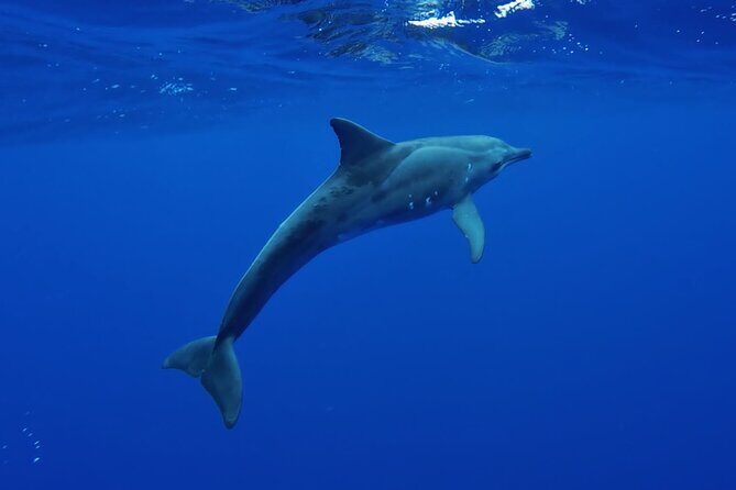 Tahiti, land of whales: a unique experience! - Authentic Encounters and Learning