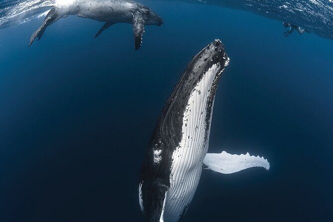 Tahiti, land of whales: a unique experience! - Frequently Asked Questions