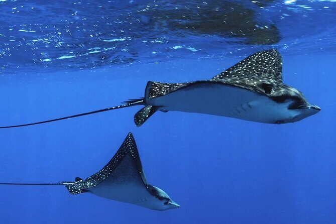 Tailor-made ocean discovery and snorkeling in Tahiti - Final Thoughts