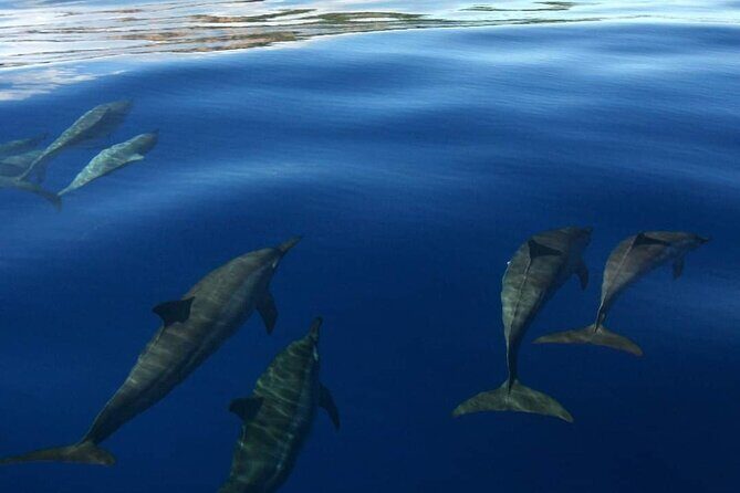 Tailor-made ocean discovery and snorkeling in Tahiti - FAQ