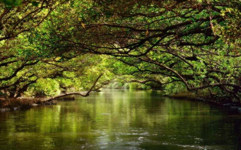 Tainan: Sicao Green Tunnel Scenic Boat Ride - Exploring the Sicao Green Tunnel: What to Expect