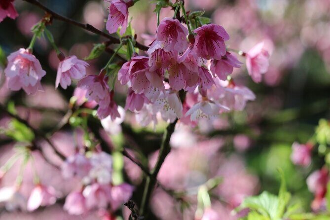 Taipei Cherry Blossom Day Tour to Yangmingshan and Tamsui - FAQ