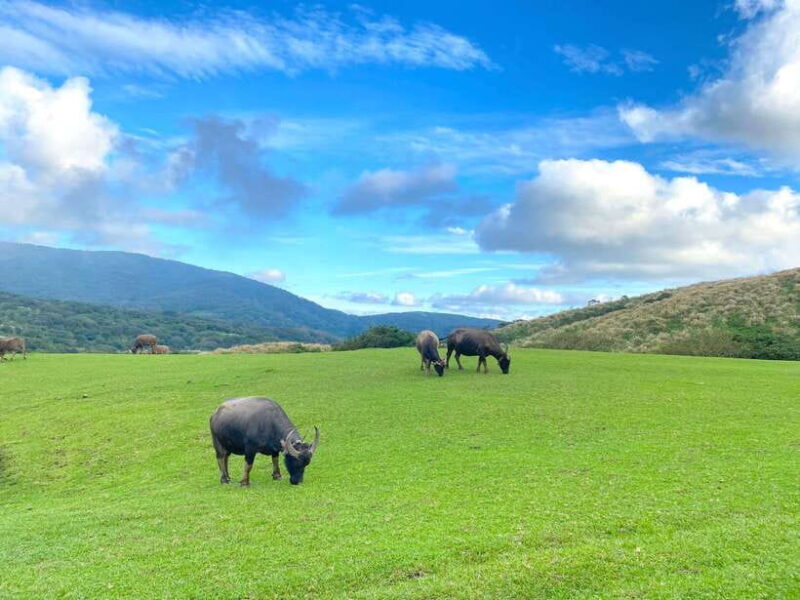 Taipei: Yangmingshan & Beitou Full-Day Tour - Taipei: Yangmingshan & Beitou Full-Day Tour — A Balanced Look at Natural Wonders and Cultural Treasures
